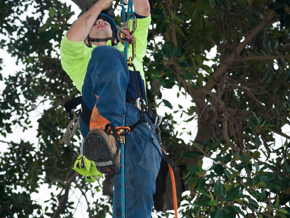 Qualified arborist working in a mature tree during a property survey in Cornwall