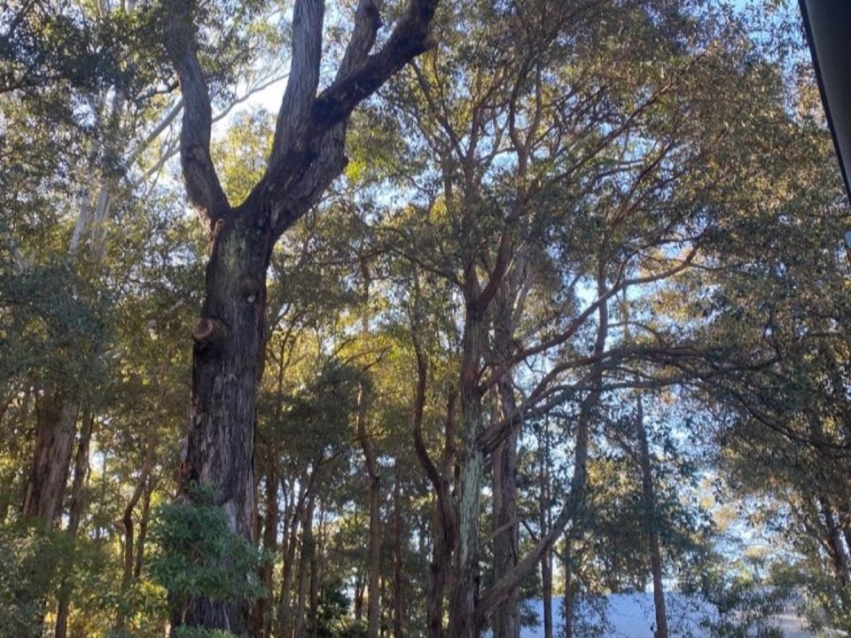 Mature trees in Cornwall parkland with a property visible in the background